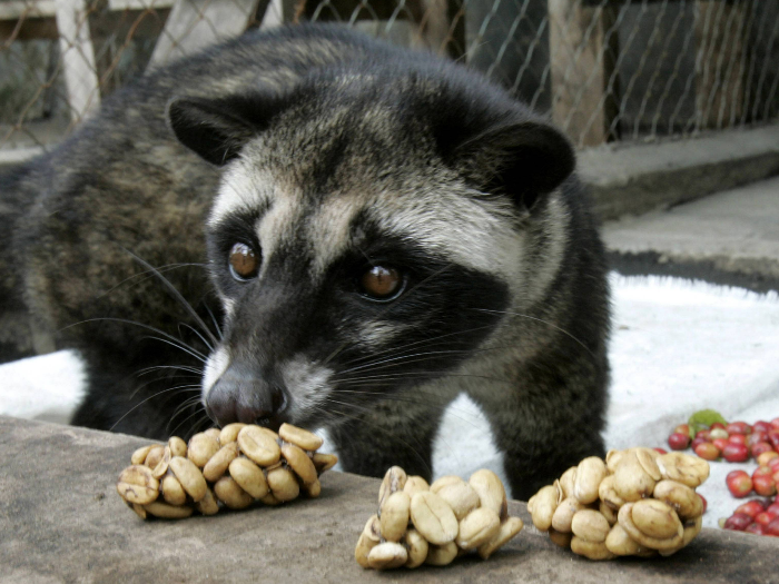 Peabirus Esquisitices do mundo cafeeiro Cuspido ou de cocô, qual café você prefere? Peabirus Esquisitices do mundo cafeeiro Cuspido ou de cocô, qual café você prefere?